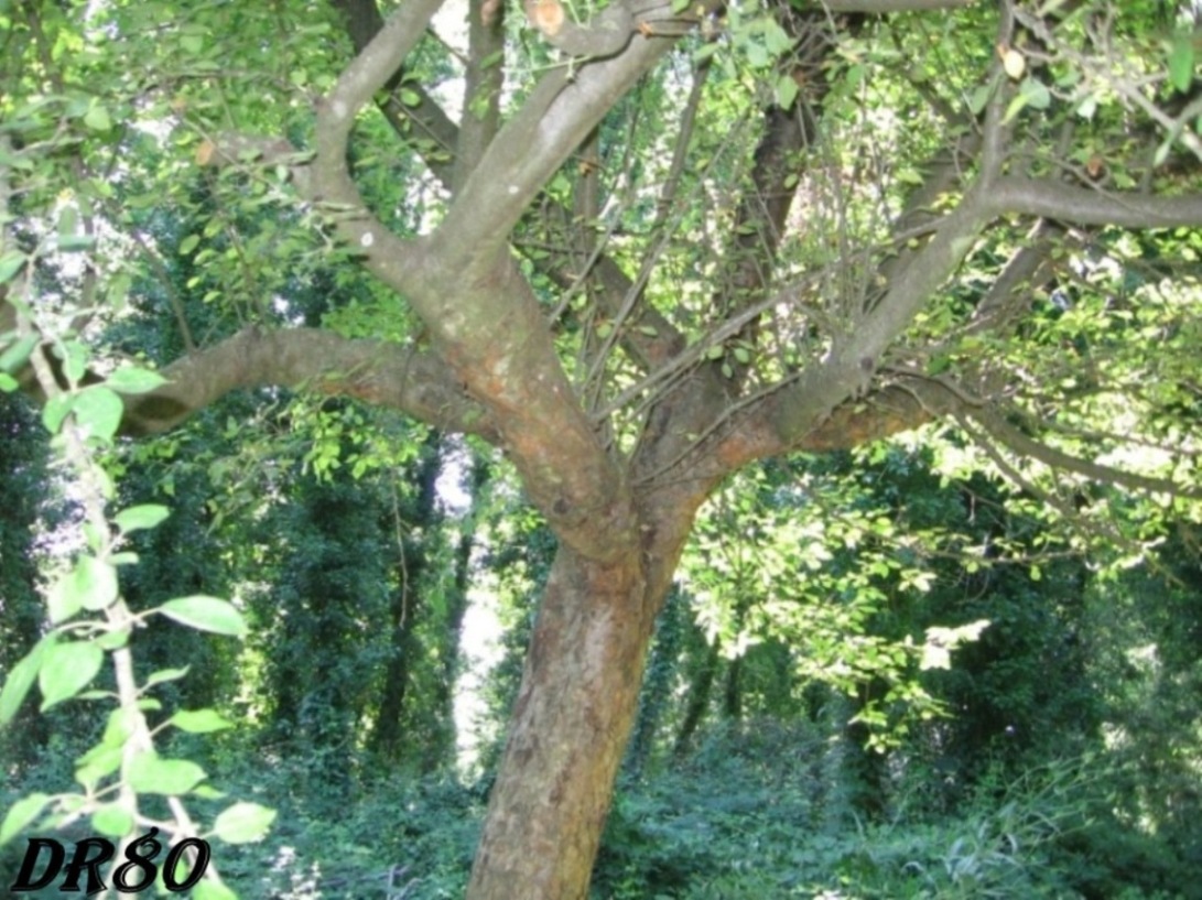 Albero da determinare!!!  Malus sp.